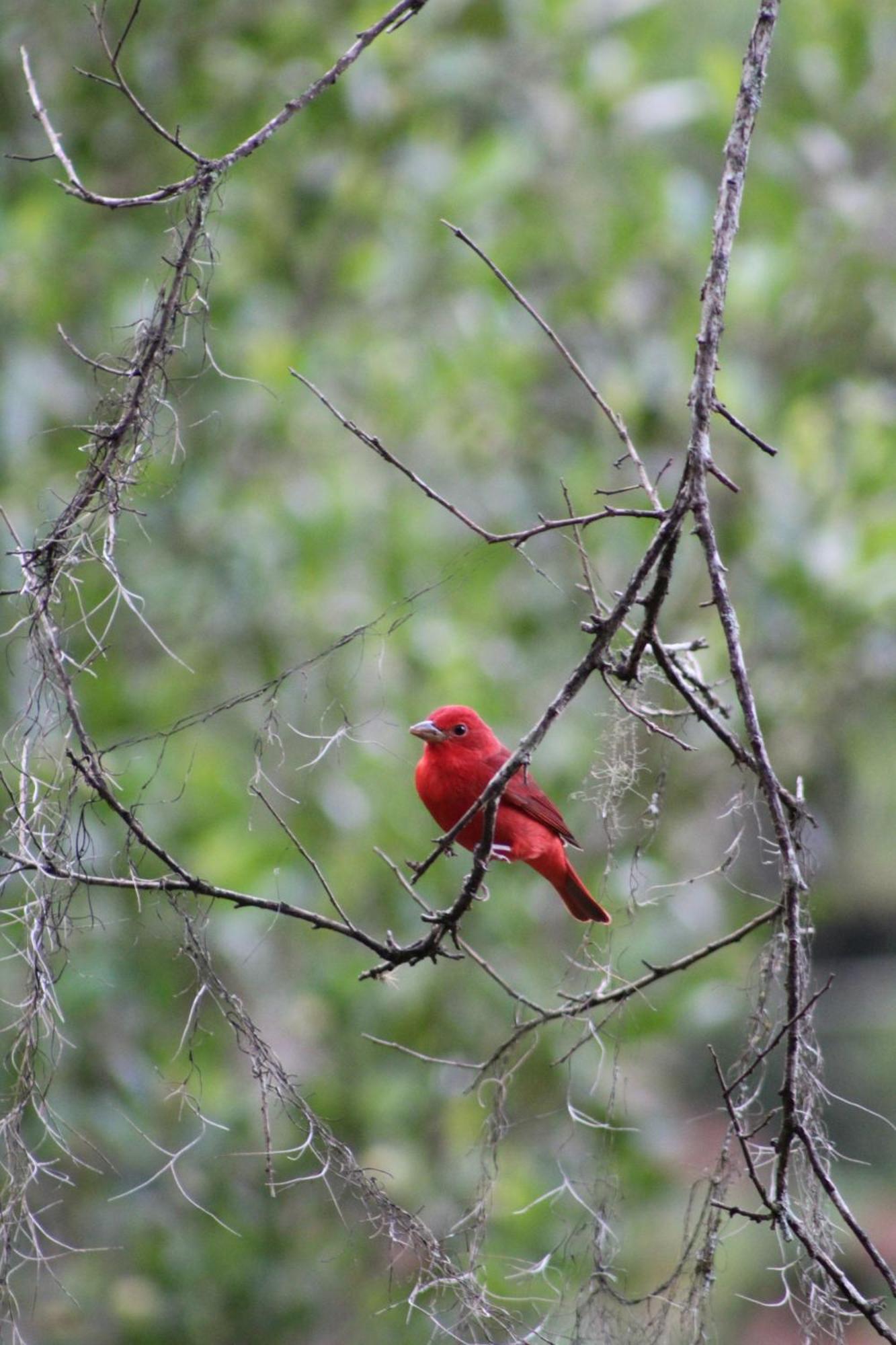 Talamanca Nature Reserve Rivas エクステリア 写真