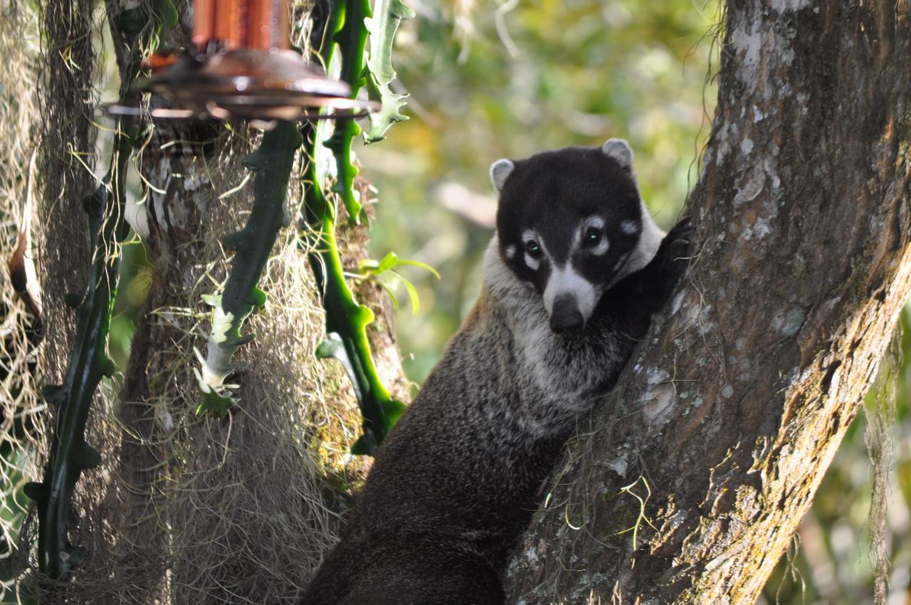 Talamanca Nature Reserve Rivas エクステリア 写真